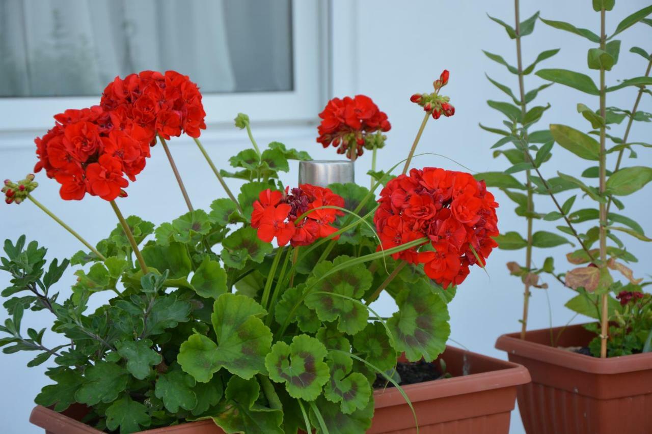 Guest House Vera Ulcinj Exterior foto